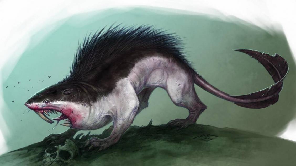 L'origine du rat des quais